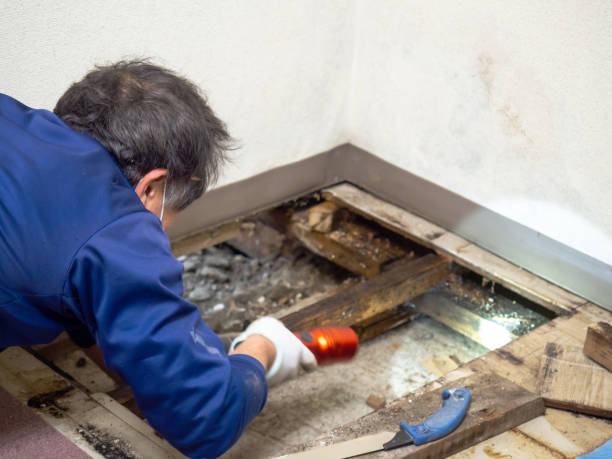 Best Post-Flood Mold Remediation in Grand Rapids, MN